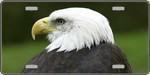 Bald Eagle - Full Color Photography License Plate.