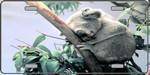 Baby Koala Bear - Full Color Photography License Plate.