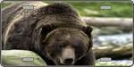 Bear - Full Color Photography License Plate.