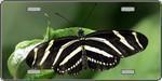 Butterfly Black and White Striped - Full Color Photography License Plate.