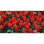 Field of Tulips License Plate.
