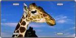 Giraffe - Full Color Photography License Plate Plate.