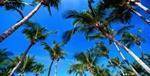 Green Palm Trees License Plate.