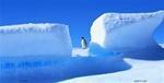 Lone Penguin and Ice License Plate.
