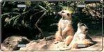 Meerkats - Full Color Photography License Plate.