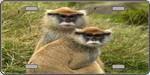 Monkeys - Full Color Photography License Plate.