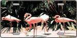 Pink Flamingos - Full Color Photography License Plate.