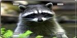 Raccoon - Full Color Photography License Plate.