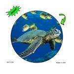 Sea Turtle Color Decal.