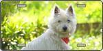 West Highland White Terrier Dog License Plate.