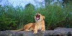 Yawning Lioness License Plate.