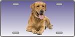 Yellow Labrador Retriever Dog License Plate.