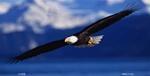 Flying Bald Eagle License Plate.